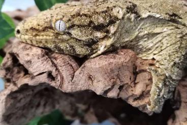 Geckos kaufen und verkaufen Foto: R. Leachianus Bayonnaise - Male