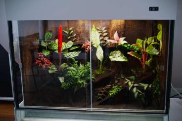 Terrarien kaufen und verkaufen Foto: Biete ein Regenwald Terrarium an