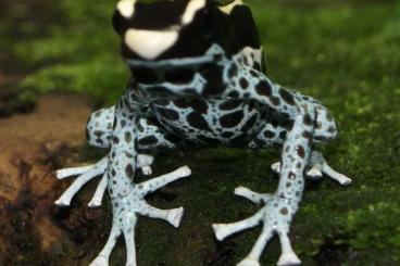 Pfeilgiftfrösche kaufen und verkaufen Foto: Biete Dendrobaten, Phyllobates sowie ein Regenwald Terrarium