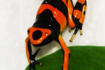 Poison dart frogs kaufen und verkaufen Photo: Biete Leucomelas British Guyana Poison dart frogs kaufen und verkaufen Photo: Biete Leucomelas British Guyana