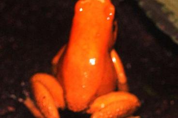 Pfeilgiftfrösche kaufen und verkaufen Foto: Phyllobates Terribilis Orange Pfeilgiftfrösche kaufen und verkaufen Foto: Phyllobates Terribilis Orange