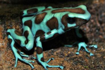 Poison dart frogs kaufen und verkaufen Photo: Verkaufe hier Pfeilgiftfrösche