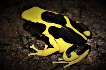 Poison dart frogs kaufen und verkaufen Photo: Pfeilgiftfrösche und ein Dendrobaten Terrarium 