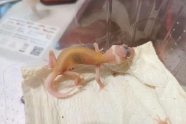 Geckos kaufen und verkaufen Photo: Leopardgecko Nachzuchten Gecko