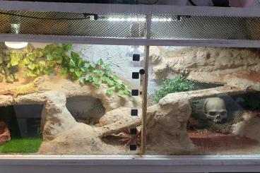 Bearded dragons kaufen und verkaufen Photo: Bartagame inklusive terrarium 