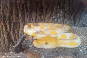 Pythons kaufen und verkaufen Photo: Lavender Netzpython Super Dwarf 