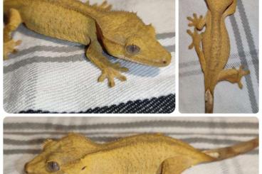 Geckos kaufen und verkaufen Photo: Correlophus ciliatus / Kronengecko / Crestedgecko / Ресничный бананоед