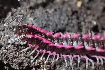 Myriapoda kaufen und verkaufen Photo: Asseln / Isopods / Tausendfüßer / Millipede / Diplopoda / Мокрицы