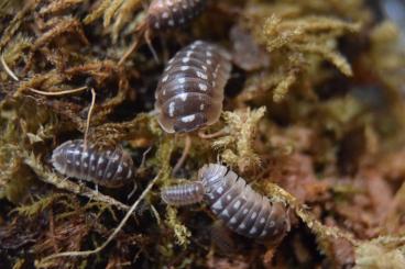 Krebstiere terrestrisch  kaufen und verkaufen Foto: Asseln/Isopods Hamm 09.03.2024