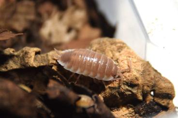 Insekten kaufen und verkaufen Foto: Asseln, Übergabe in Recklinghausen möglich