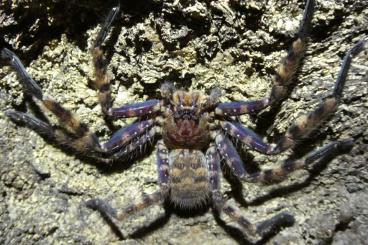 echte Webspinnen kaufen und verkaufen Foto: Suche 1.0 Heteropoda lunula