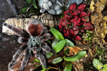 Vogelspinnen kaufen und verkaufen Foto: Verkaufe Caribena Versicolor Slings ENZ