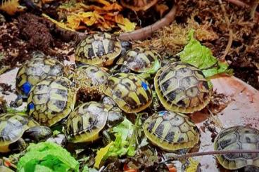 Tortoises kaufen und verkaufen Photo: Griechische Landschildkröten 