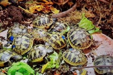 Landschildkröten kaufen und verkaufen Foto: Griechische Landschildkröten 