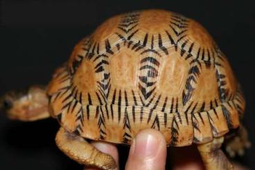 Schildkröten  kaufen und verkaufen Foto: search A.Radiata high yellow inverted