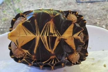 Schildkröten  kaufen und verkaufen Foto: Astrochelys RADIATA available