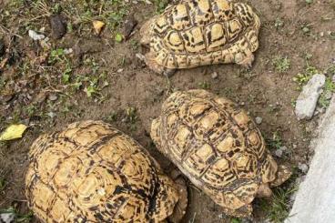 Landschildkröten kaufen und verkaufen Foto: 2.1 adult geochelone pardalis turtle Landschildkröten kaufen und verkaufen Foto: 2.1 adult geochelone pardalis turtle