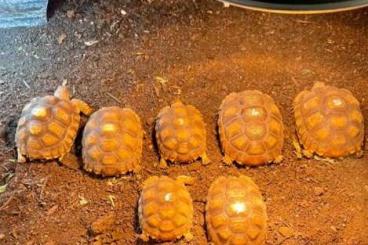 Schildkröten kaufen und verkaufen Foto: 0.0.7 geochelone sulcata baby 2020 Schildkröten kaufen und verkaufen Foto: 0.0.7 geochelone sulcata baby 2020