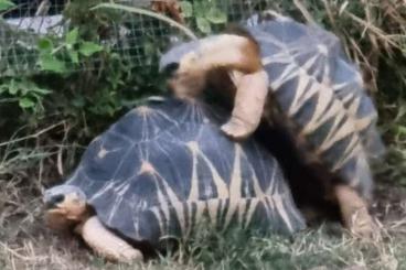 Sumpfschildkröten kaufen und verkaufen Foto: ASTROCHELYS RADIATA MALE ADULT 32CM 6.6.KG Sumpfschildkröten kaufen und verkaufen Foto: ASTROCHELYS RADIATA MALE ADULT 32CM 6.6.KG