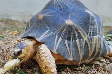 Landschildkröten kaufen und verkaufen Foto: Astrochelys Radiata Female Adult 5.9 KG