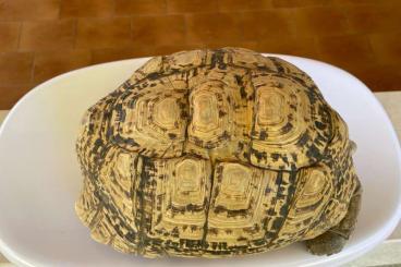 Sumpfschildkröten kaufen und verkaufen Foto: GEOCHELONE PARDALIS 2.1 ADULT FEMALE 5KG