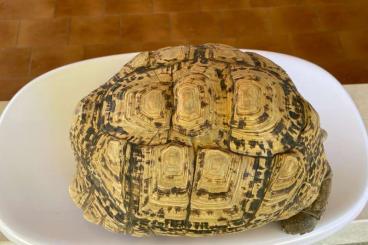 Sumpfschildkröten kaufen und verkaufen Foto: GEOCHELONE PARDALIS 2.1 ADULT FEMALE 5KG Sumpfschildkröten kaufen und verkaufen Foto: GEOCHELONE PARDALIS 2.1 ADULT FEMALE 5KG