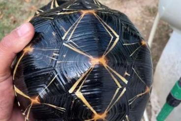 Landschildkröten kaufen und verkaufen Foto: Astrochelys Radiata  0.2 possibile for hamm
