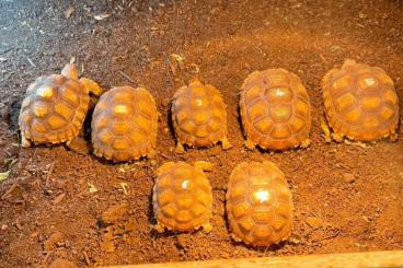 Schildkröten  kaufen und verkaufen Foto: geochelone sulcata 2019 n. 7 pcs possibile for hamm
