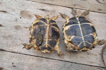 Turtles and Tortoises kaufen und verkaufen Photo: Agionemys horsfildii schildpad