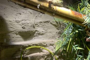 Geckos kaufen und verkaufen Foto: Hobbyzuchtpaar Phelsuma Standingii abzugeben