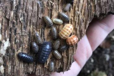 other Arthropoda kaufen und verkaufen Photo: Armadillidium spec. St. Lucia Asseln, Rollasseln