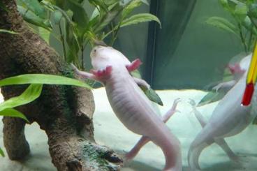 Schwanzlurche kaufen und verkaufen Foto: 3 Axolotl (w,w,m) abzugeben