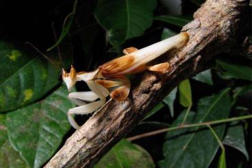 Insects kaufen und verkaufen Photo: Hymenopus coronatus Adult Male