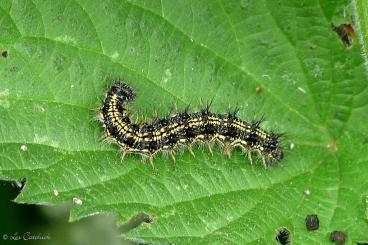 Insekten kaufen und verkaufen Foto: Aglais urticae larvae/pupae