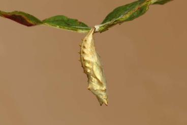 Futtertiere kaufen und verkaufen Foto: Aglais urticae (Small Tortoiseshell) pupae/chrysalides