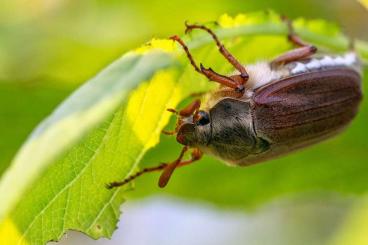 Insekten kaufen und verkaufen Foto: Cockchafer beetle (may bug)