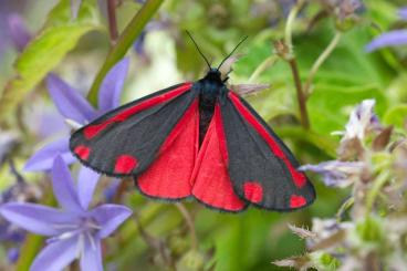 Insekten kaufen und verkaufen Foto: Cinnabar moth (tyria jacobaeae) eggs