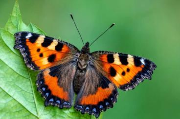 Insekten kaufen und verkaufen Foto: Aglais urticae (Small tortoiseshell) larvae x 10