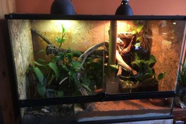 Terrarien kaufen und verkaufen Foto: Verkaufe Terrarium mit Lampen in Berlin Terrarien kaufen und verkaufen Foto: Verkaufe Terrarium mit Lampen in Berlin