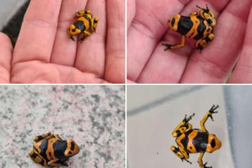 Pfeilgiftfrösche kaufen und verkaufen Foto: Dendrobates Leucomela 0.0.3 