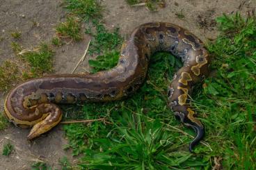 Pythons kaufen und verkaufen Foto: Female Python Brongersmai