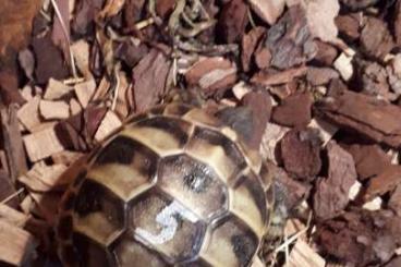 Landschildkröten kaufen und verkaufen Foto: Griechische Landschildkröten 