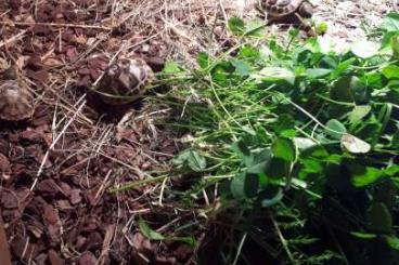 Tortoises kaufen und verkaufen Photo: Griechische Landschildkröten Nachzuchten 2021