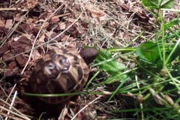 Landschildkröten kaufen und verkaufen Foto: Griechische Landschildkröten Nachzuchten 2021