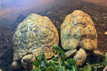 Landschildkröten kaufen und verkaufen Foto: 1.1 Stigmochelys pardalis 