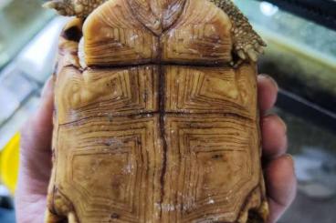Landschildkröten kaufen und verkaufen Foto: 12/05 for Verona Stigmochelys pardalis