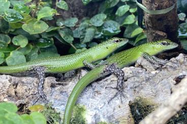 Lizards kaufen und verkaufen Photo: Lamprolepis smaragdina. 2.0, CB, 21/22 Lizards kaufen und verkaufen Photo: Lamprolepis smaragdina. 2.0, CB, 21/22