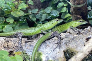 Lizards kaufen und verkaufen Photo: Lamprolepis smaragdina. 2.0, CB, 21/22