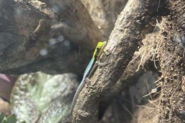 Geckos kaufen und verkaufen Foto: Phelsuma klemmeri 0.0.2, CB, 08.2023