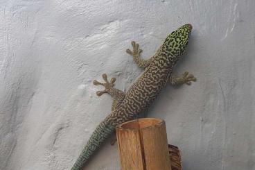 Geckos kaufen und verkaufen Foto: Phelsuma standingi aus Hobbyzucht